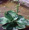 Kisvirágú hídőr (Alisma parviflora)